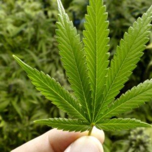 Should Marijuana Be Legalized for Medical Purposes