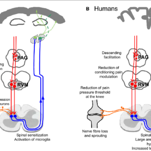 Pain Modulation and suffering of Human