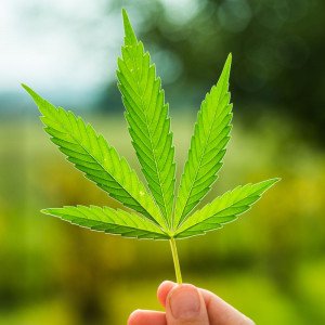 Marijuana