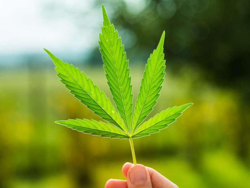 Marijuana