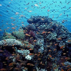 Health of our Oceans