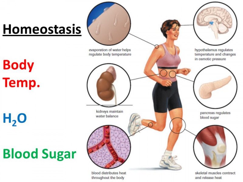 homeostasis in the Human Body