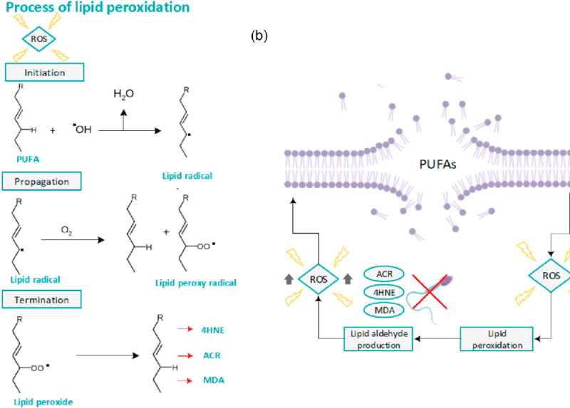 Lipid Peroxidation