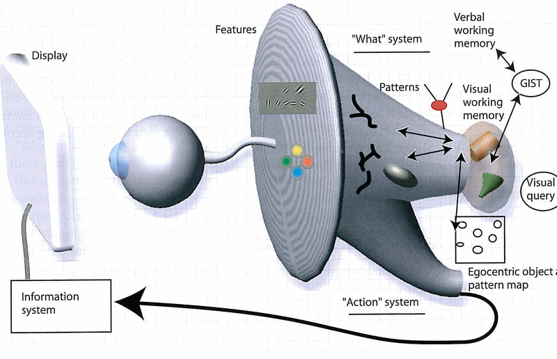 Visual Information Processing
