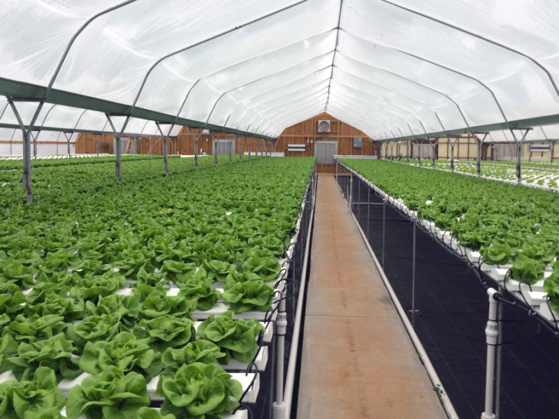 How NFT Hydroponic Systems Achieve Rapid Growth of Hydroponic Lettuce