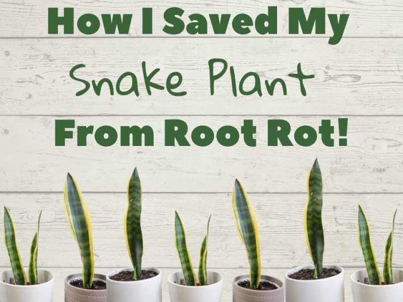 How to Prevent Root Rot in Snake Plants