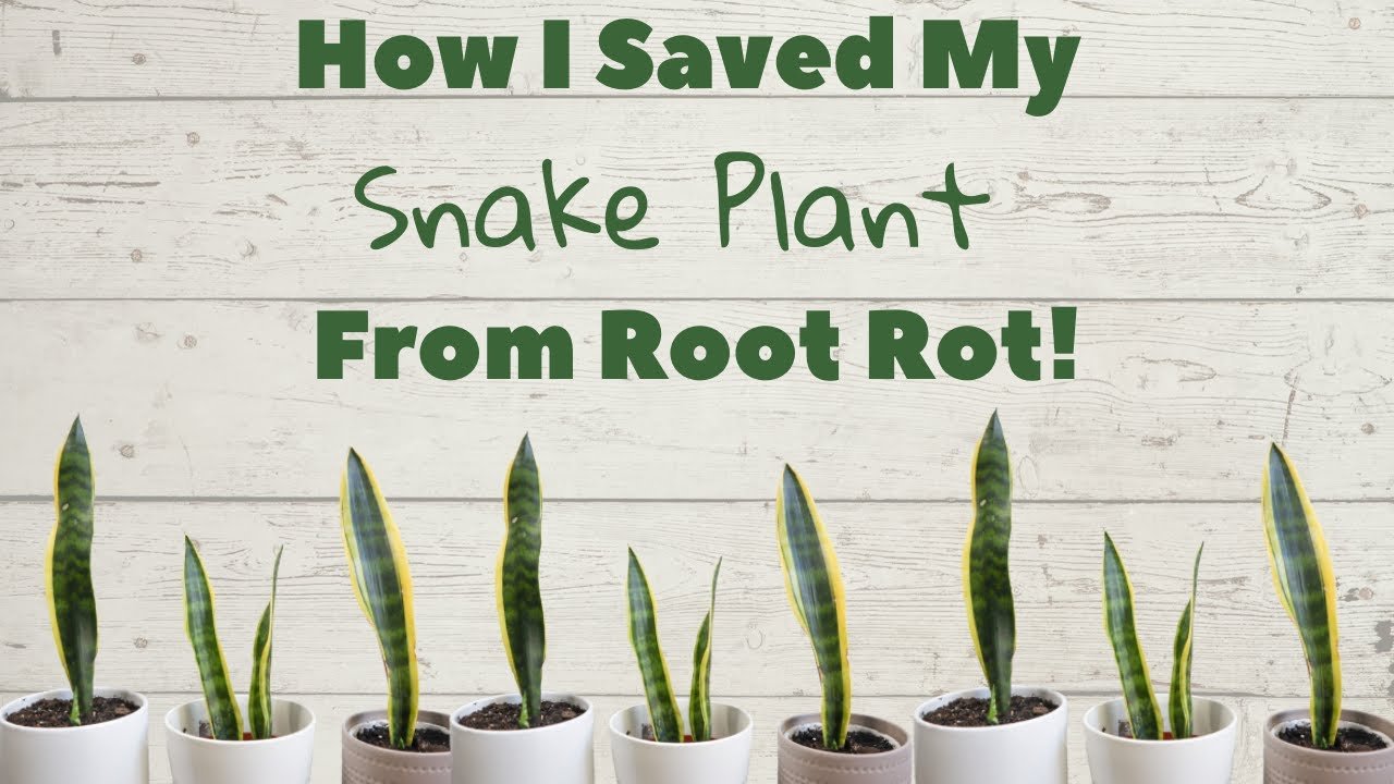 How to Prevent Root Rot in Snake Plants