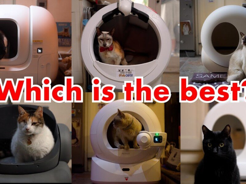 Choosing a Self-Cleaning Litter Box: Philosophy Over Gadgetry