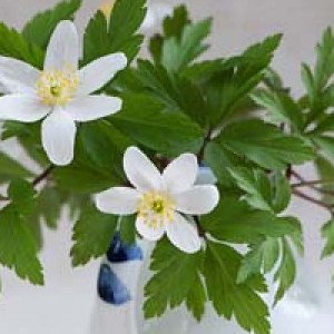 Profile picture of Gabriel Fernandez