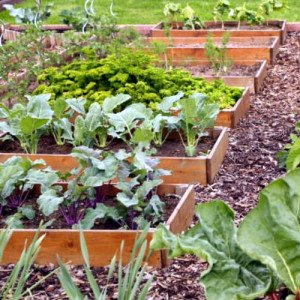 Profile picture of Vego Garden