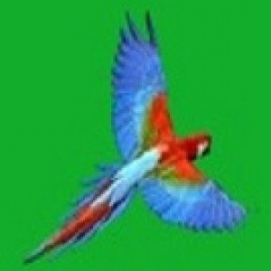 Profile picture of Unity African Grey Parrots