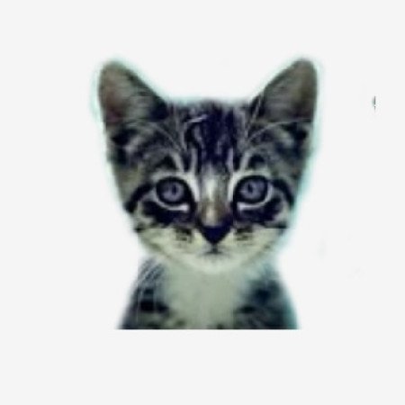 Profile picture of We Love Cats and Kittens