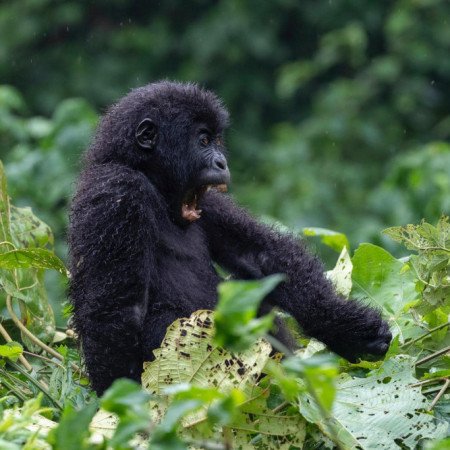 Profile picture of Ubuntu Voyages