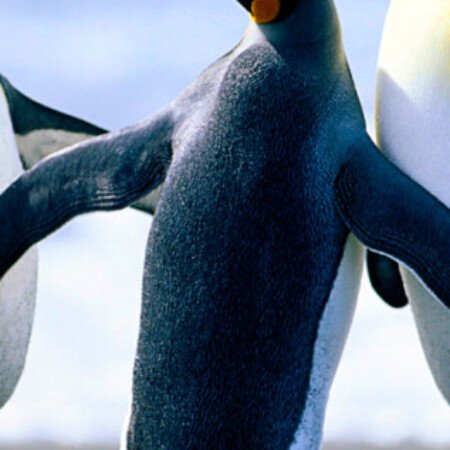 Profile picture of amandeep