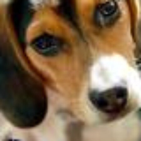 Profile picture of Karnik Pet Lodge at Maple Village