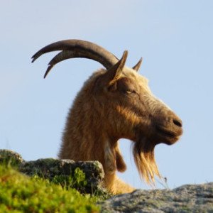 Profile picture of Lakeofcodes