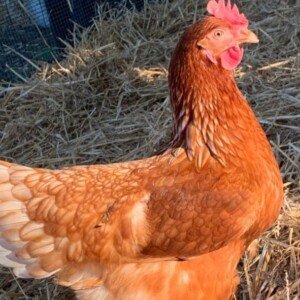 Profile picture of Lohmann Brown Chickens