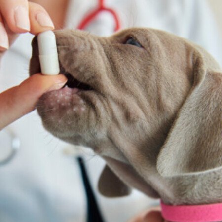 Profile picture of goelpharma