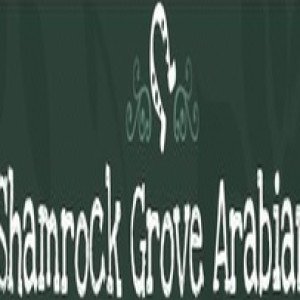 Profile picture of Shamrock Grove Arabians