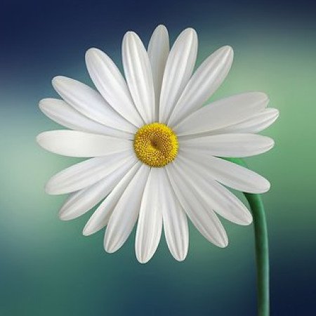 Profile picture of Tara Institute