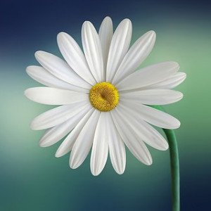 Profile picture of Tara Institute