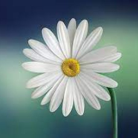 Profile picture of emma willam