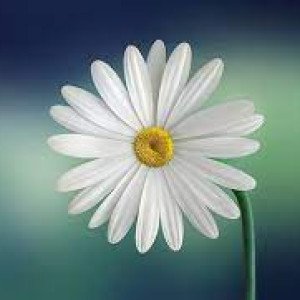 Profile picture of emma willam