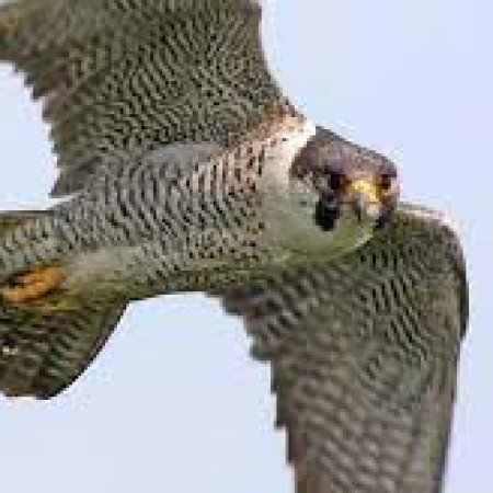 Profile picture of Peregrine Knight