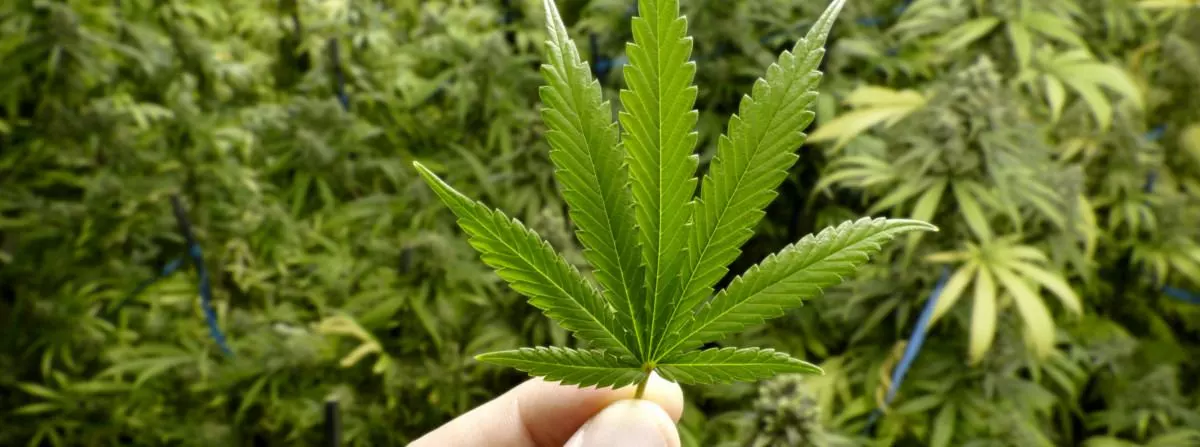 Should Marijuana Be Legalized for Medical Purposes